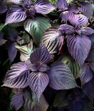 150 purple shiso for sale  Alexandria