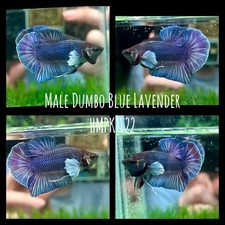Male blue lavender for sale  San Antonio