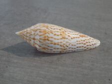 Shell new conidae d'occasion  Expédié en Belgium