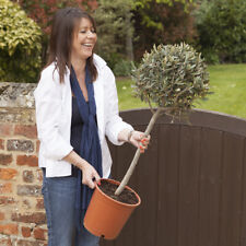 Hardy ornamental olive for sale  PETERBOROUGH