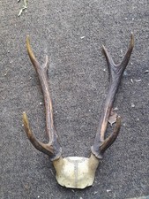Massacre cerf corps d'occasion  Polaincourt-et-Clairefontaine