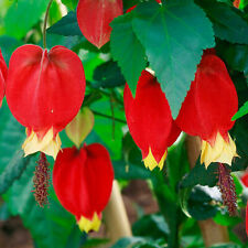 Abutilon megapotamicum bushy for sale  UK