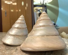 Large trochus niloticus for sale  Lexington