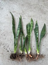 5pcs snake plant for sale  El Monte