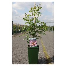 Rose phyllis bide for sale  UK