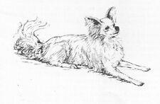 Papillon custom matted for sale  Tampa