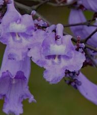 Pianta jacaranda mimosfolia usato  Sant Agata di Militello