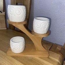 Owl air plant for sale  CLACTON-ON-SEA