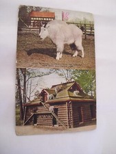 Animali rocky mountain usato  Asti