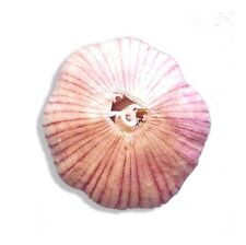 Fresh organic heirloom for sale  Moriarty