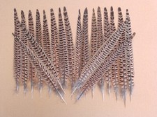 Hen pheasant tail for sale  ALFORD