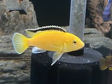 Pack electric yellow for sale  Coleman