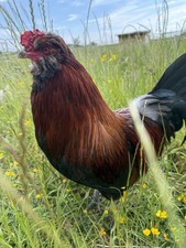 Large fowl arucana for sale  LONGHOPE