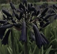 New agapanthus black for sale  SHOREHAM-BY-SEA