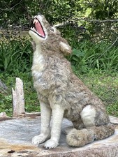 taxidermy wolf for sale taxidermy wolf for sale Gladwin