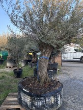 Livenbaum europaea pata gebraucht kaufen  Offenbach am Main