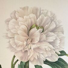 Redoute flowers paeonia for sale  Sahuarita
