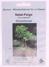 Bonsai samen ficus gebraucht kaufen  Heinsberg