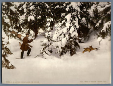 Sibérie lynx pris d'occasion Sibérie lynx pris d'occasion  Pagny-sur-Moselle