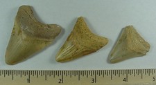 Fossilized broken megalodon for sale  Clermont