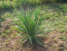 Large yucca plant for sale  Burneyville