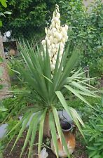 Yucca palme gloriosa gebraucht kaufen  Frankenthal