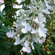 Hydrangea paniculata tardiva for sale  Des Moines