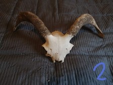 Real scottish sheep for sale Real scottish sheep for sale  ISLE OF LEWIS