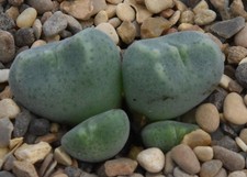 Conophytum ernstii cerebellum for sale  AYLESBURY