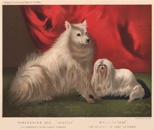 Dogs. pomeranian dog. for sale  LONDON