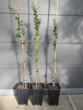 Eucalyptus parvifolia syn gebraucht kaufen  Wuppertal