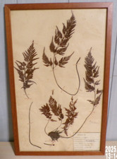 Ancienne planche herbier d'occasion  France