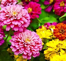 170x zinnia elegans for sale  DEWSBURY