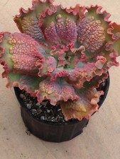 echeveria succulent plant for sale echeveria succulent plant for sale Canoga Park