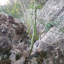 Semi asparagi selvatici usato  Sanluri