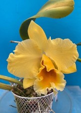 Cattleya rlc trojan for sale  San Francisco