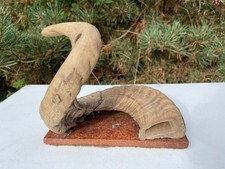 Genuine ram sheep for sale Genuine ram sheep for sale  LIVERPOOL