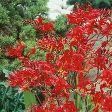 Crocosmia lucifer for sale  PETERBOROUGH