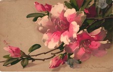 alpenrose gebraucht kaufen alpenrose gebraucht kaufen Bad Bevensen