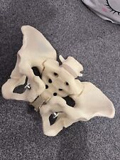 Pelvis model for sale  BARNSTAPLE