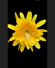 Yellow tang rooted for sale  San Jose