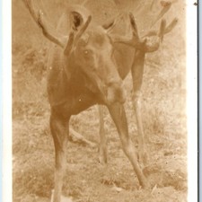 C1940s jasper alberta for sale  Evansdale