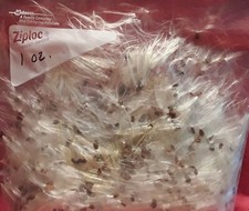 Common milkweed seed for sale  Heath
