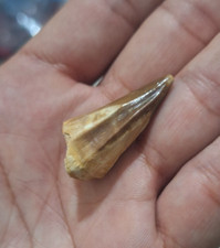 Exclusivo Fóssil Encontrado Raro Stelladens mysteriosus Mosasaur Dente Collector’s Dre comprar usado  Enviando para Brazil