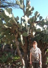 Baum kakteen pflanzen gebraucht kaufen Baum kakteen pflanzen gebraucht kaufen  Kaiserslautern