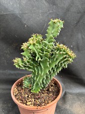cactus euphorbia usato cactus euphorbia usato Massafra