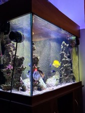 Marine fish tank for sale  MANCHESTER