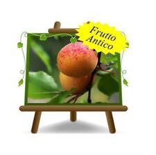 Albicocchi valleggia altezza usato  Bettona