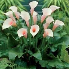Arum lily pink for sale  CAMBORNE