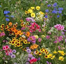 Late bloomer wildflower for sale  Deltona